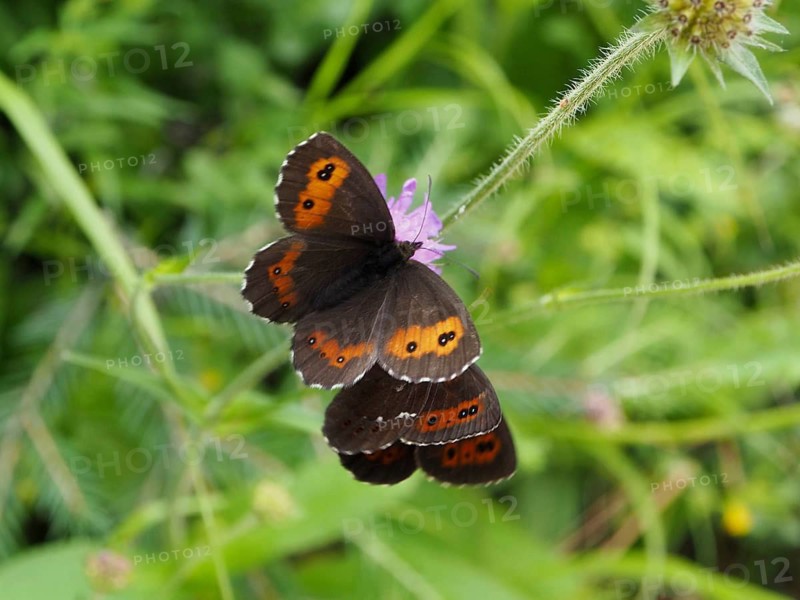 A butterfly with orange-brown wings, the White-banded Brown (Erebia ligea), perched on a flower in its natural habitat, Goms, Canton of Valais, Switzerland