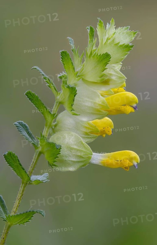 Brownroot, glandular rattlespot, rhinanthus rumelicus, scrophulariaceae, flora, high size, portrait, rattlespot, plants, plants