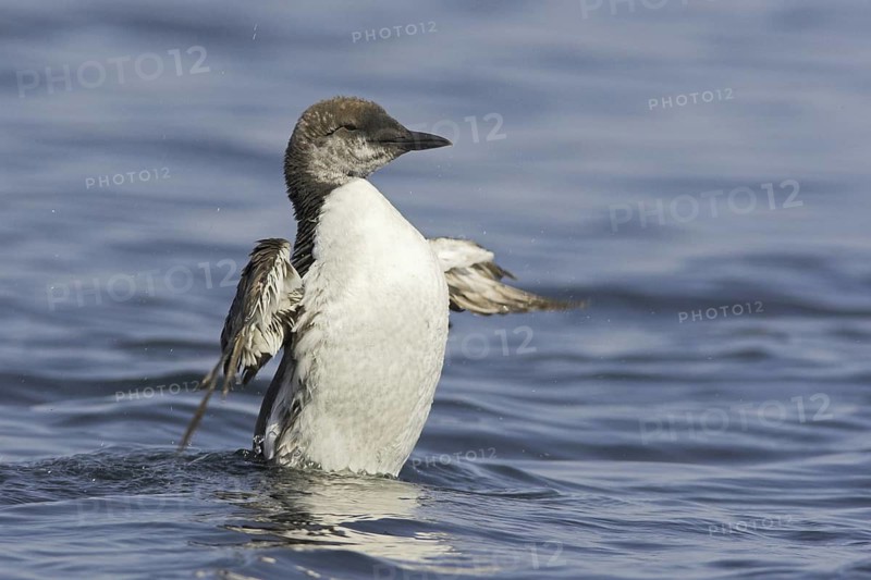 Common Murre (Uria aalge), Newfoundland, Canada