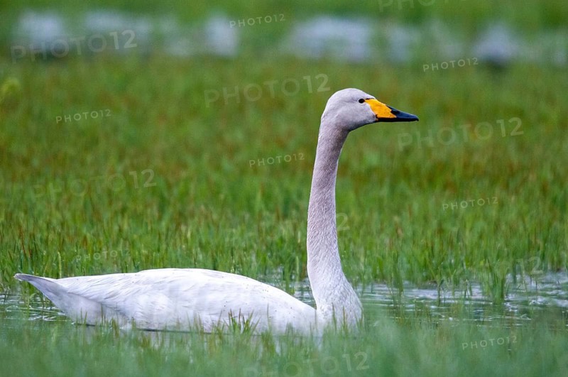 Cygnus cygnus, Finland, singing swan, whooper swan, anatidae, birds, duckbirds, swan, swans, swans, birds, waterbirds, waterbirds