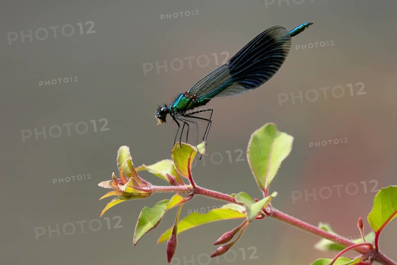 Banded demoiselle damselfly (Calopteryx splendens) adult male insect eating a small fly on a garden red fuchsia flower in summer, England, United Kingdom