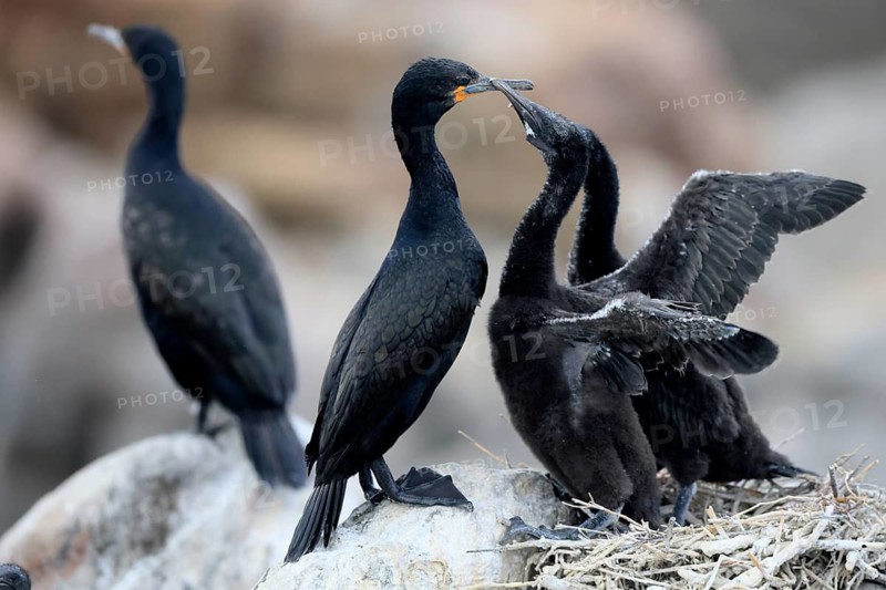 Cape cormorant (Phalacrocorax capensis), adult, two chicks, begging, nest, on rocks, Betty's Bay, Stony Point Nature Reserve, Western Cape, South Africa