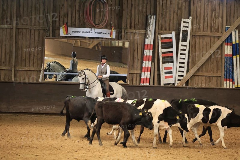Anja Ötting, Working Equitation, Rinderarbeit, Leverkusen, North Rhine-Westphalia, Germany