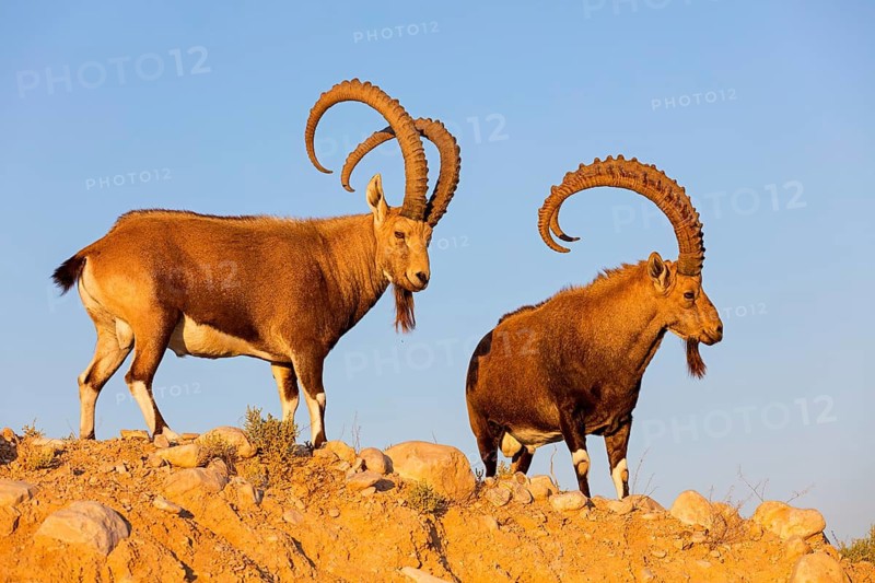 Nubian ibex, Nubian ibex, (Capra nubiana), animals, mammals, ibex, Ben Gurion's Tomb, Midreshet Ben-Gurion, HaDarom, Israel
