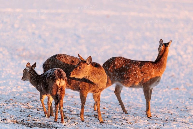 Two female Dybowski deer (Cervus nippon hortulorum) and a young stand in a snow-covered meadow at sunrise. China, Taiwan, SE-Siberia, Korea, Japan, Vietnam
