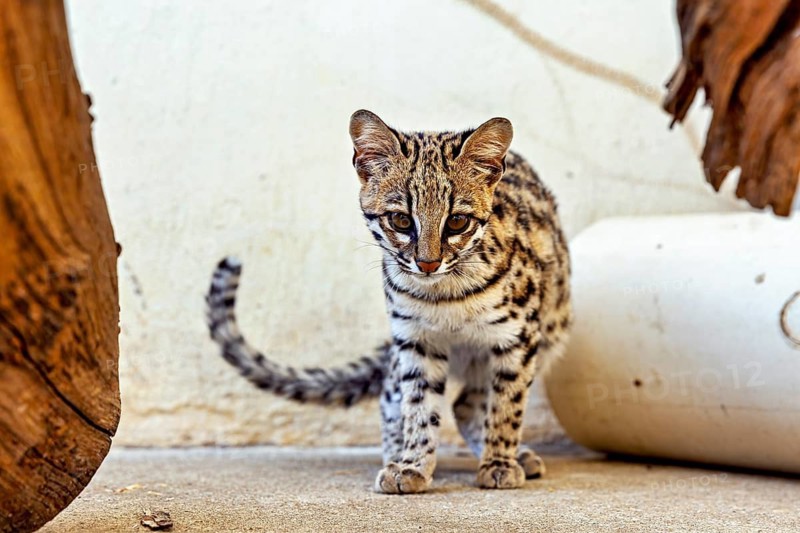 A cat stands curiously exploring an urban environment, a tiger cat in an enclosure in Petrolina, Brazil (Leopardus tigrinus)