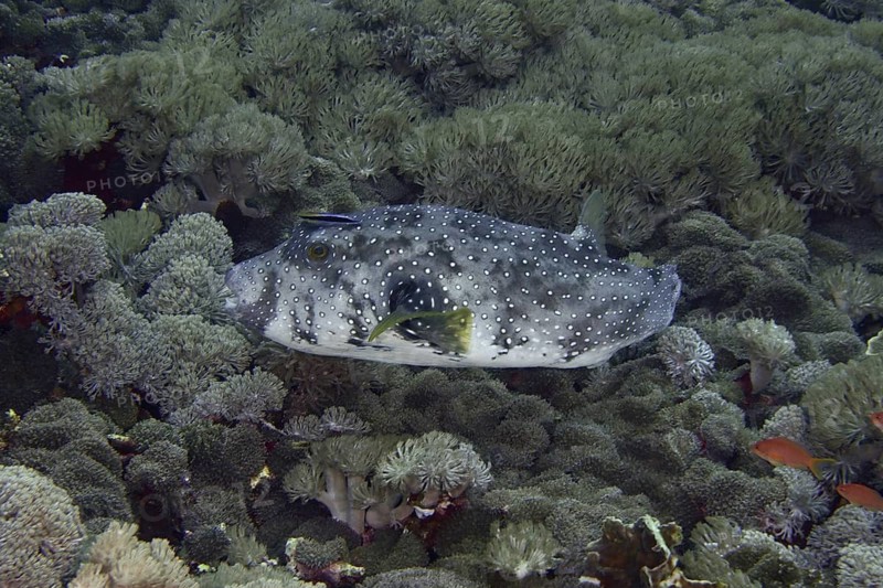 A pufferfish with a distinctive graffiti-like pattern, the white-spotted pufferfish (Arothron hispidus), glides gently over soft corals at the Toyapakeh dive site, Nusa Ceningan, Nusa Penida, Bali, Indonesia