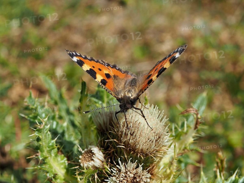 A butterfly with orange wings, the Small tortoiseshell (Aglais urticae), is perched on a thistle, basking in the sun, Goms, Canton of Valais, Switzerland