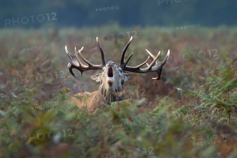 Red deer (Cervus elaphus) adult male stag animal roaring during the annual rutting season in bracken in autumn, England, United Kingdom