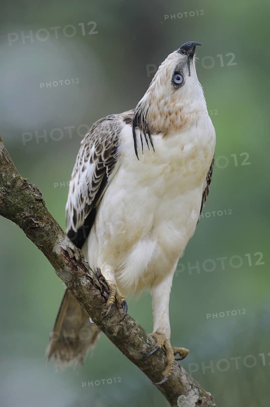 Changeable Hawk-Eagle (Nisaetus cirrhatus), Sri Lanka