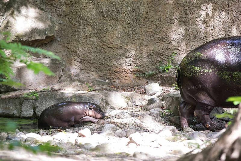 The hippo young Brštchen is presented to the public for the first time. Born on May 9 and currently weighing around 20 kg, the hippopotamus was baptized with the name Brštchen shortly in front of at Berlin Zoo, Berlin, 10.06.2026