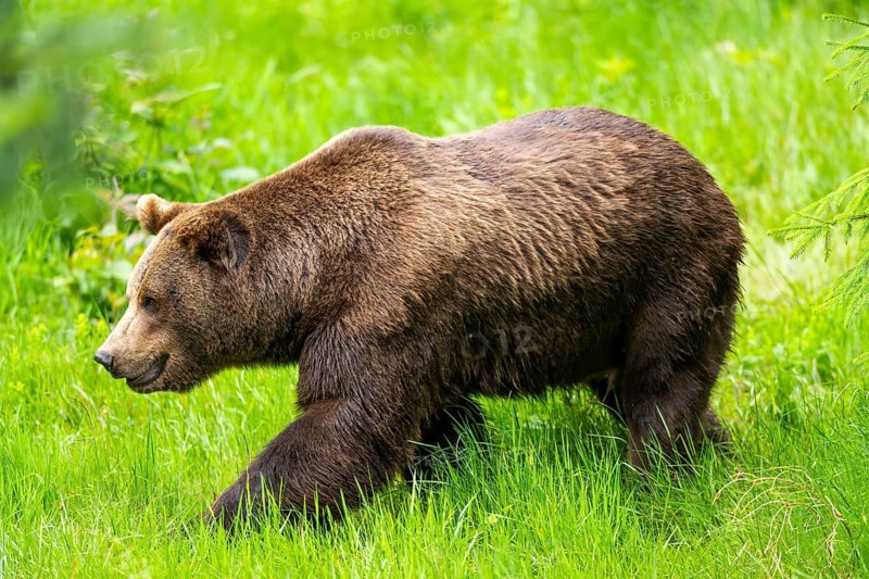 Eurasian brown bear (Ursus arctos arctos) walking on a meadow, Bavarian Forest, Bavaria, Germany