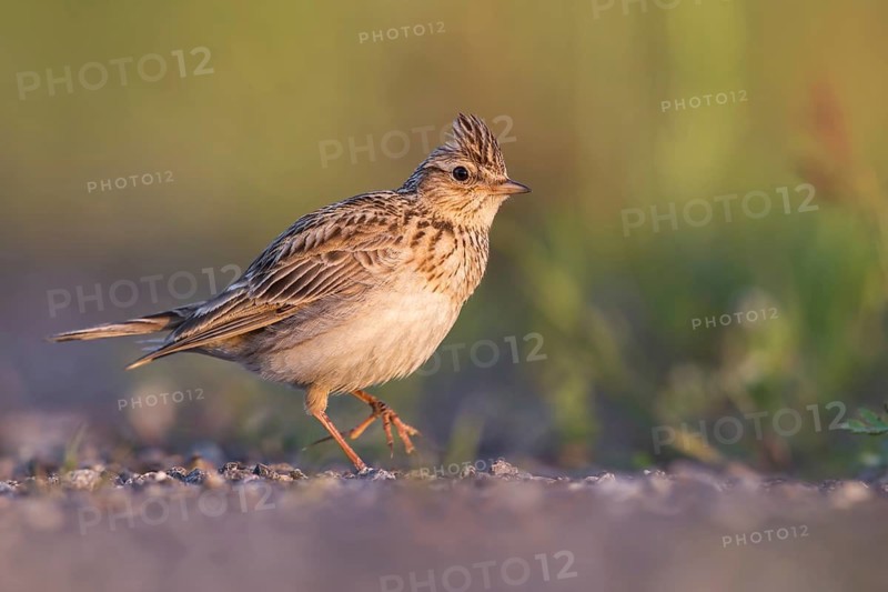 Eurasian Skylark (Alauda arvensis) male perched on the ground, Poland