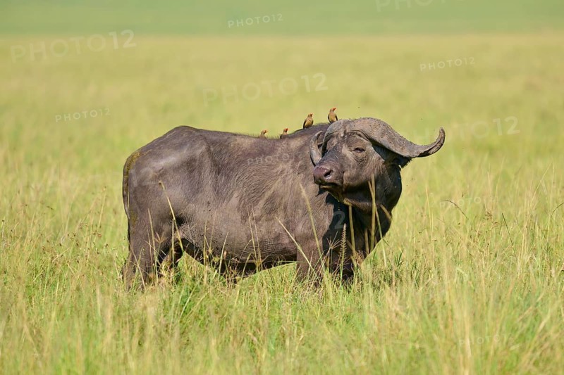 Buffalo in the savannah with birds on their backs, surrounded by tall grass, Cape buffalo (Syncerus caffer), red-billed oxpecker (Buphagus erythrorhynchus), Masai Mara National Reserve, Narok County, Kenya