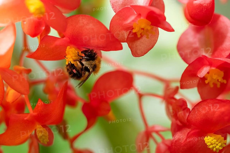 A bumblebee (Bombus) collecting nectar from a ‘Comte de Lesseps' begonia (Begoniaceae) in the Tropical Corridor, a hot and humid greenhouse that simulates a tropical habitat, at Chelsea Physic Garden, a historic botanical garden and the oldest botanical garden in London, founded in 1673 by the Worshipful Society of Apothecaries, Chelsea, England, United Kingdom