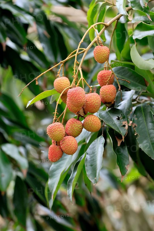 Lychee tree (Litchi chinensis), lychee tree, fruit, ripe, on the tree, foliage, Monzi, KwaZulu-Natal, South Africa