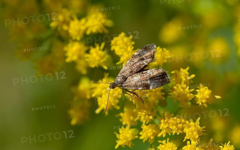 Anthophila fabriciana, brown spreader butterfly, nettle wiper butterfly, common nettle tap, round-fronted moth, spreader wing nettle moth, butterfly, insects, butterflies, butterflies, butterflies, butterflies, butterflies