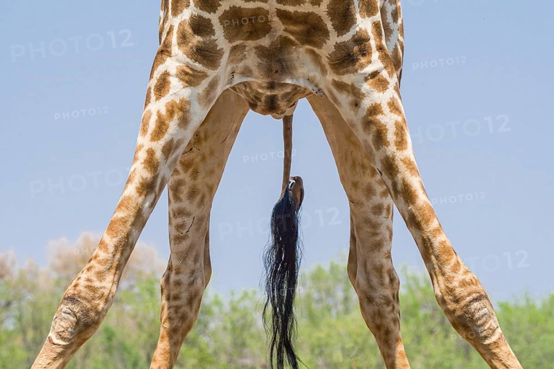 Cape, or South African giraffe, (Giraffa camelopardalis giraffa) with a Red-billed oxpicker on its tail, (Buphagus erythrorhynchus), Mashatu Game Reserve, Botswana
