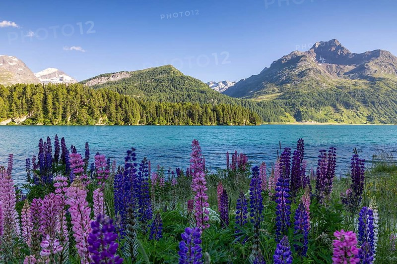 Lupin (Lupinus) against the backdrop of Lake Sils and Piz da la Margna, legume (Fabaceae), Engadin, Graubünden, Switzerland