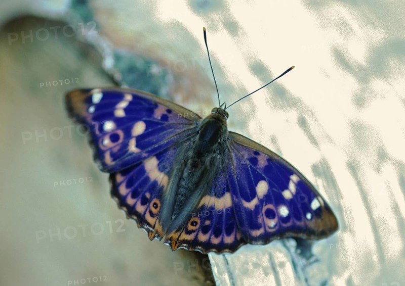 Apatura ilia, small iridescent butterfly, lesser purple emperor, butterfly, insects, leo, butterfly, butterflies
