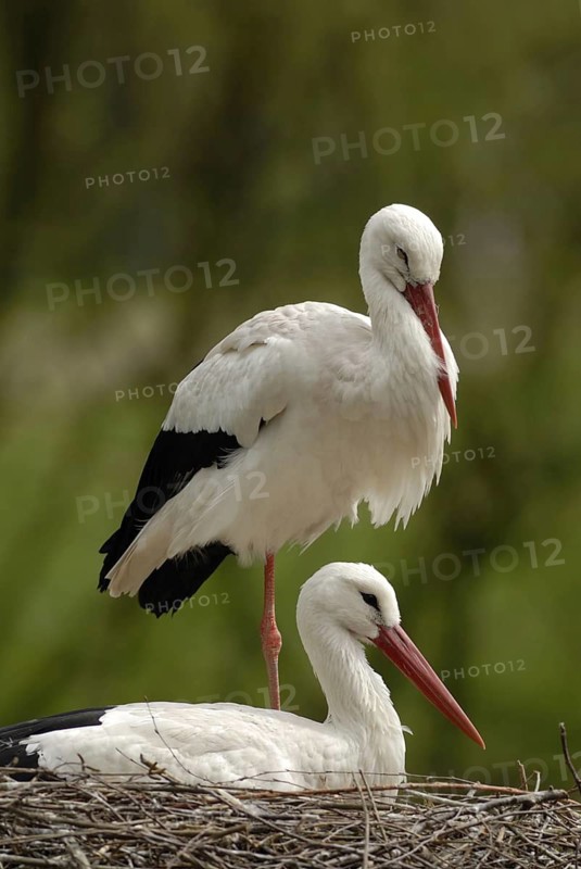 White stork, Ciconia ciconis, 2006