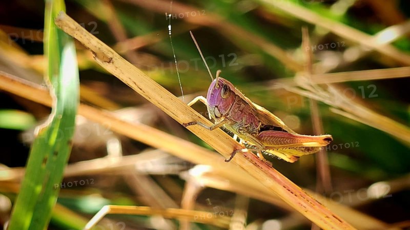 A grasshopper (Acrididae) in shades of pink and fuchsia, the result of a genetic mutation known as erythrism, perched on a blade of grass, surrounded by summery grass in various shades of green, Steinbach am Wald, Rennsteig, Frankenwald nature park Park, Upper Franconia
