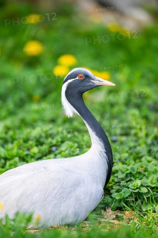 Demoiselle crane (Grus virgo) on a meadow, capttive