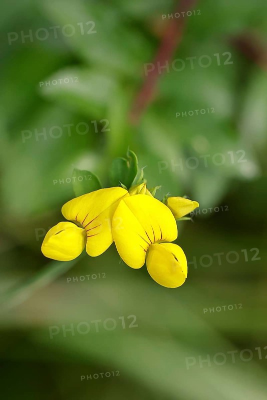 Common Bird's-foot Trefoil (Lotus corniculatus), yellow flower in a meadow, Wilnsdorf, North Rhine-Westphalia, Germany