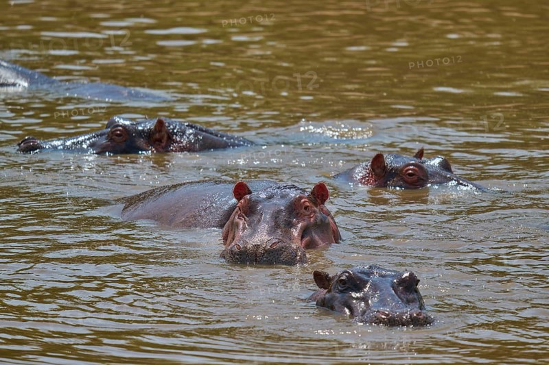 The heads of several hippos protrude from the water of a river in a natural setting, hippopotamus (Hippopotamus amphibius), Masai Mara National Reserve, Narok County, Kenya