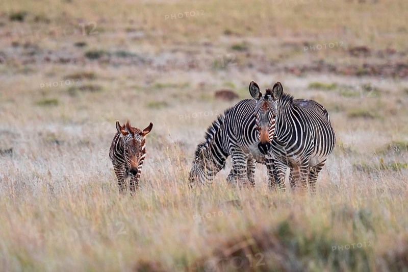 Cape Mountain Zebra (Equus zebra zebra), mother with foal, Mountain Zebra National Park, Eastern Cape, South Africa