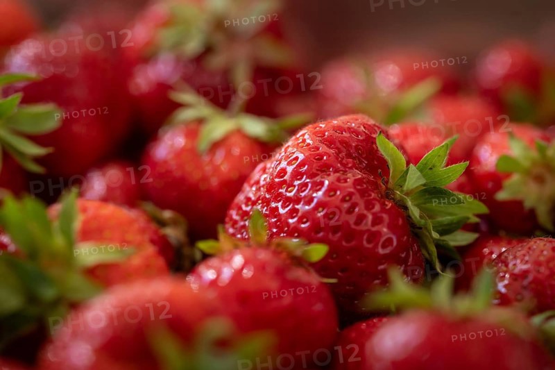 Freshly picked strawberries, Baden-Württemberg, Germany
