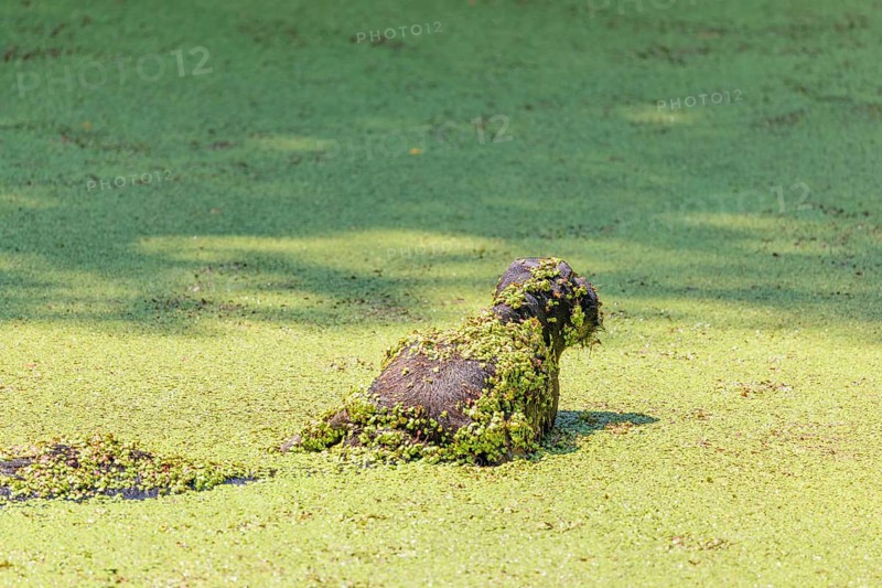 A water buffalo (Bubalus bubalis) swims in a pond covered with duckweed (Lemnoideae). Its head and body are covered with duckweed. Czech Republic
