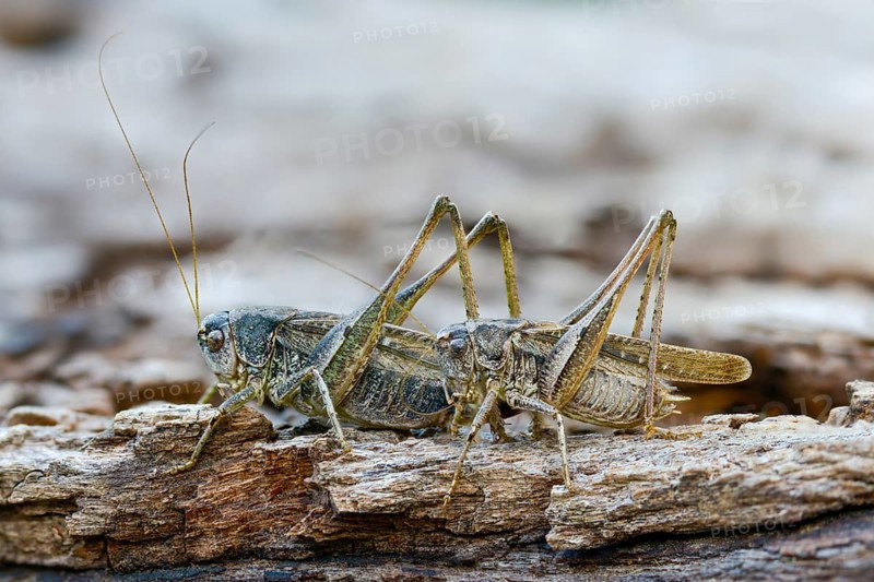 Grey bush cricket, deciduous locusts, platycleis albopunctata, tettigonioidea, western bite scare, ensifera, female, grasshopper, grasshoppers, insects, long-feeler scare, male, couple, female