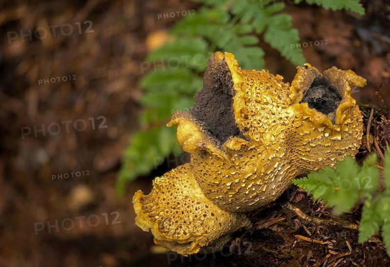 Bovist, thick-skinned potato bovist, fire mushroom, poisonous ball mushroom, potato bovist, smoke mushroom, sand truffles, pork truffles, scleroderma citrinum, scleroderma vulgare, sclerodermataceae, common earth ball, fungi, fungus, pigskin poison puffball, mushrooms