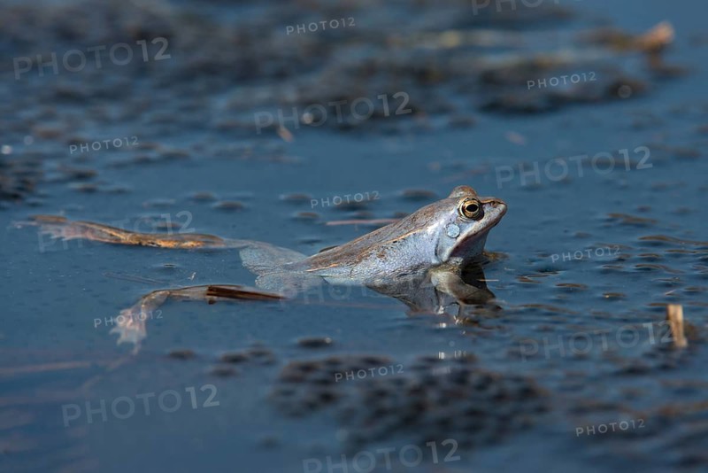 Moor frog, moor frog, rana arvalis, amphibians, amphibians, courtship behavior, courtship display, frog, frog, spawn, amphibians