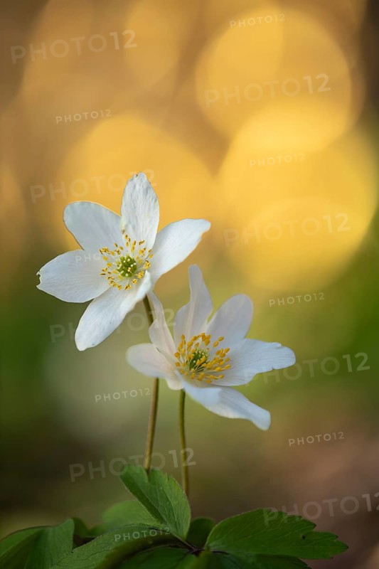 Blooming wood anemones (Anemone nemorosa), Vechta, Lower Saxony, Germany