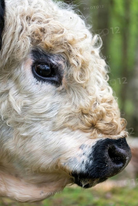Artiodactyla, Bos Taurus sspec.4, cattle, even-toed ungulate, galloway cattle, galloway cattle, cloven-hoofed, domesticated animals, pet, high size, portrait format, mammals, cattle, mammals