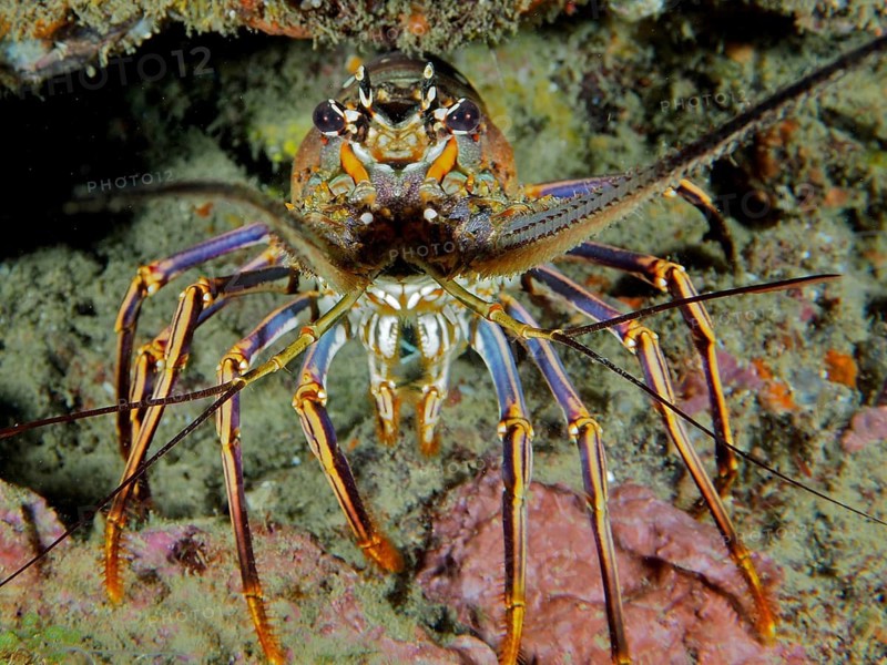 A spotted spiny crayfish (Panulirus guttatus) seen from the front, showing its long legs and colourful details, dive site: Coral Garden, Puerto Viejo de Talamanca, Limón, Costa Rica, Caribbean, Atlantic Ocean
