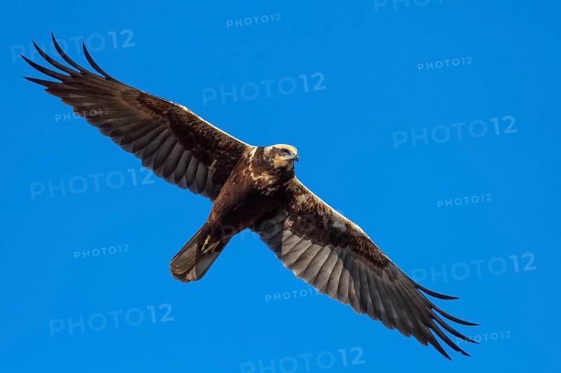Marsh Harrier (Circus aeruginosus), Lembruch, Lower Saxony, Germany