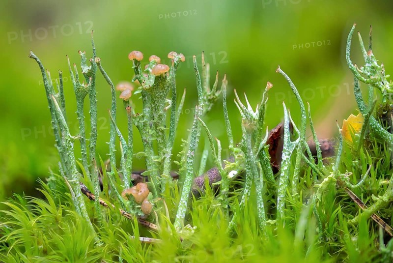 Cladonia gracilis, slender cup braid, smooth horn lichen, delicate shrub lichen, delicate cup braid, lichen