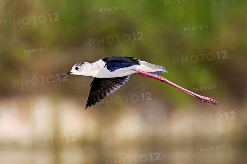 Black-winged Black-winged Stilt (Himantopus himantopus, in flight, Camargue, southern France, France