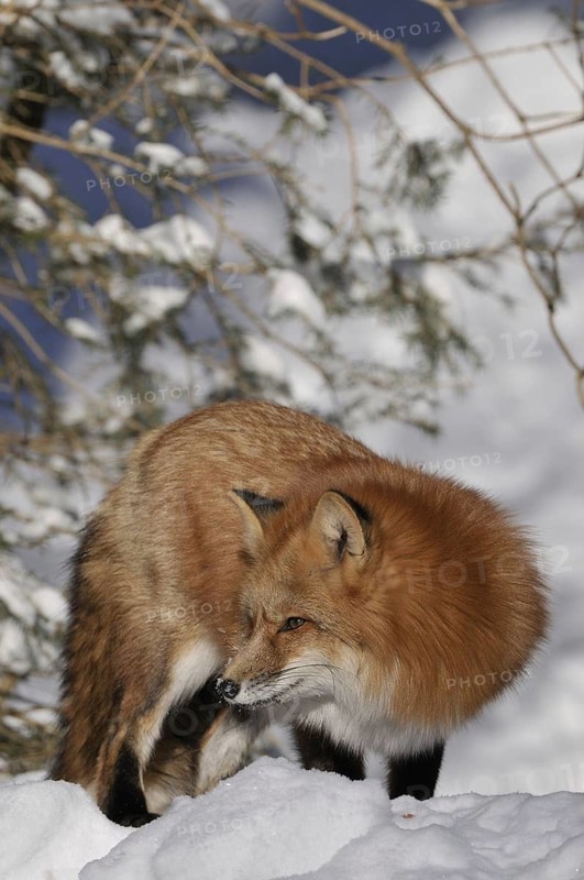 Red fox looking for food in the snow, Sauerland North Rhine-Westphalia, January 2009