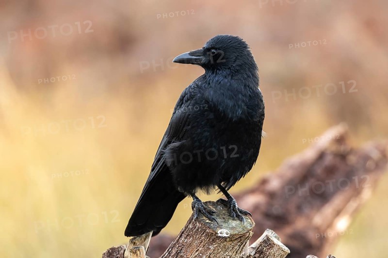 Carrion crow (Corvus corone) standing on a branch in autumn with muted colours, London, UK