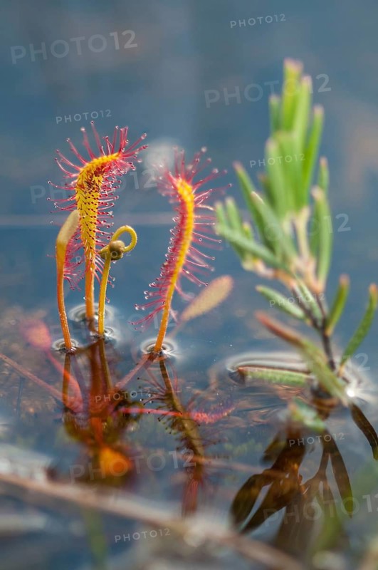 Drosera longifolia, Droseraceae, English sundew, Finland, long-leaf sundew, sundew, flora, great sundew, high size, vertical format, plants, sundew