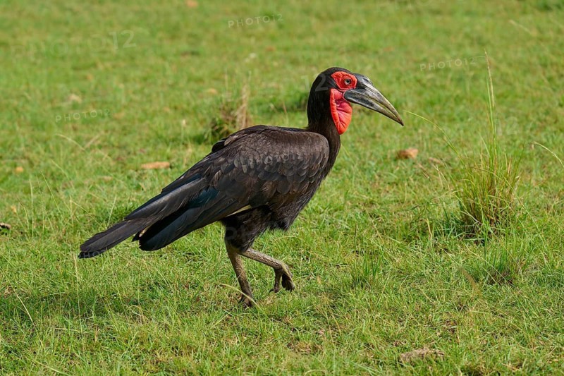 Large black bird with a red face on a green meadow, Southern ground hornbill (Bucorvus leadbeateri), Masai Mara National Reserve, Narok County, Kenya