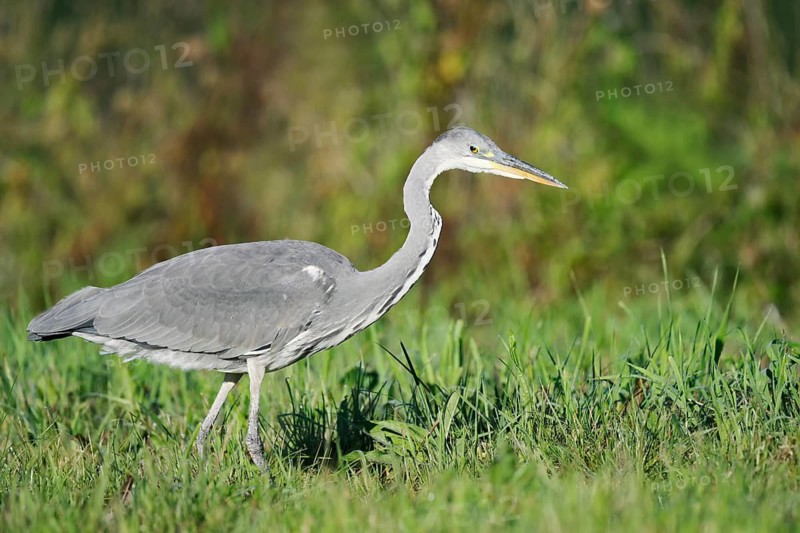 Grey heron (Ardea cinerea) foraging in a meadow, North Rhine-Westphalia, Germany