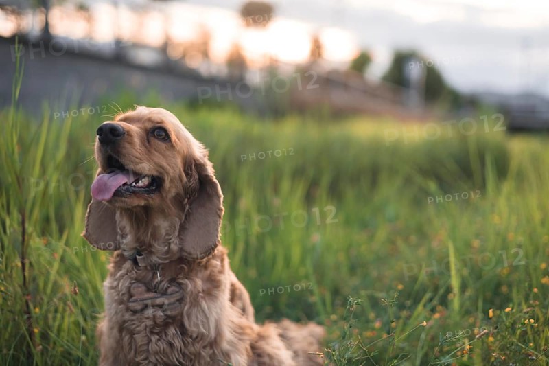 A dog attentively sitting in a grassy field at sunset, playful mood