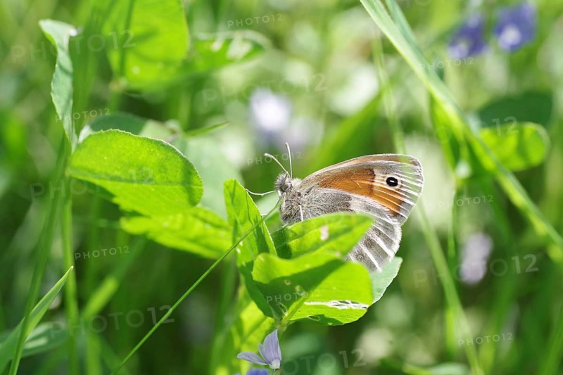 Small heath (Coenonympha pamphilus), butterfly, close-up, meadow
