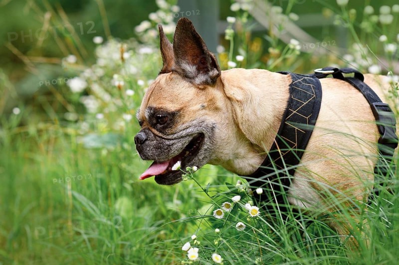Senior fawn French Bulldog panting while standing in grass