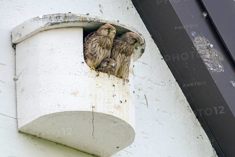 Falco tinnunculus, Common Kestrel, kestrel, birds, brood, falcon, falconiformes, falcons, birds of prey, hawk, adolescent, young bird, juvenile, nesting aid, nesting box, raptors, birds